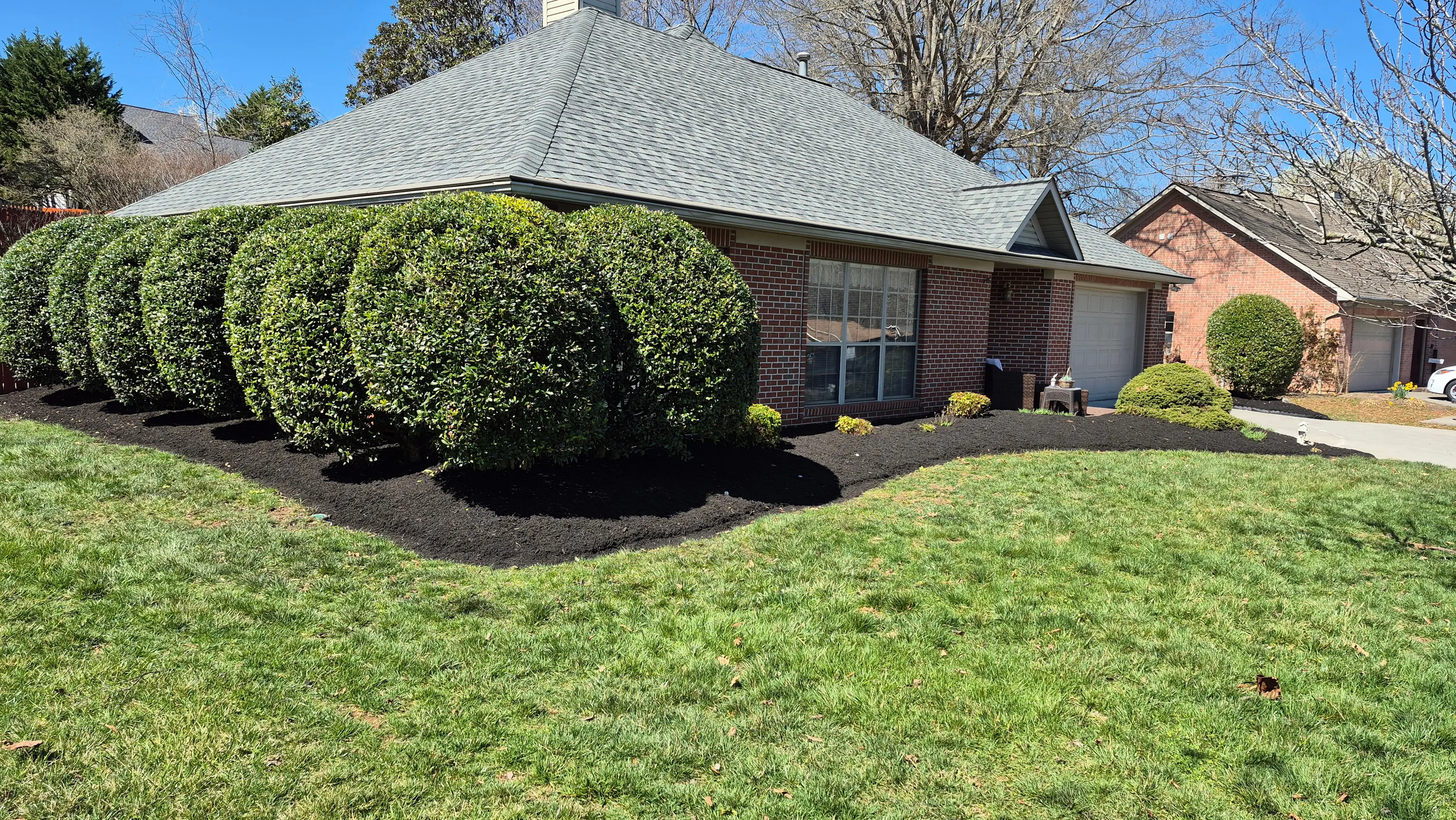 Freshly trimmed round shrubs with new black mulch beds at brick home