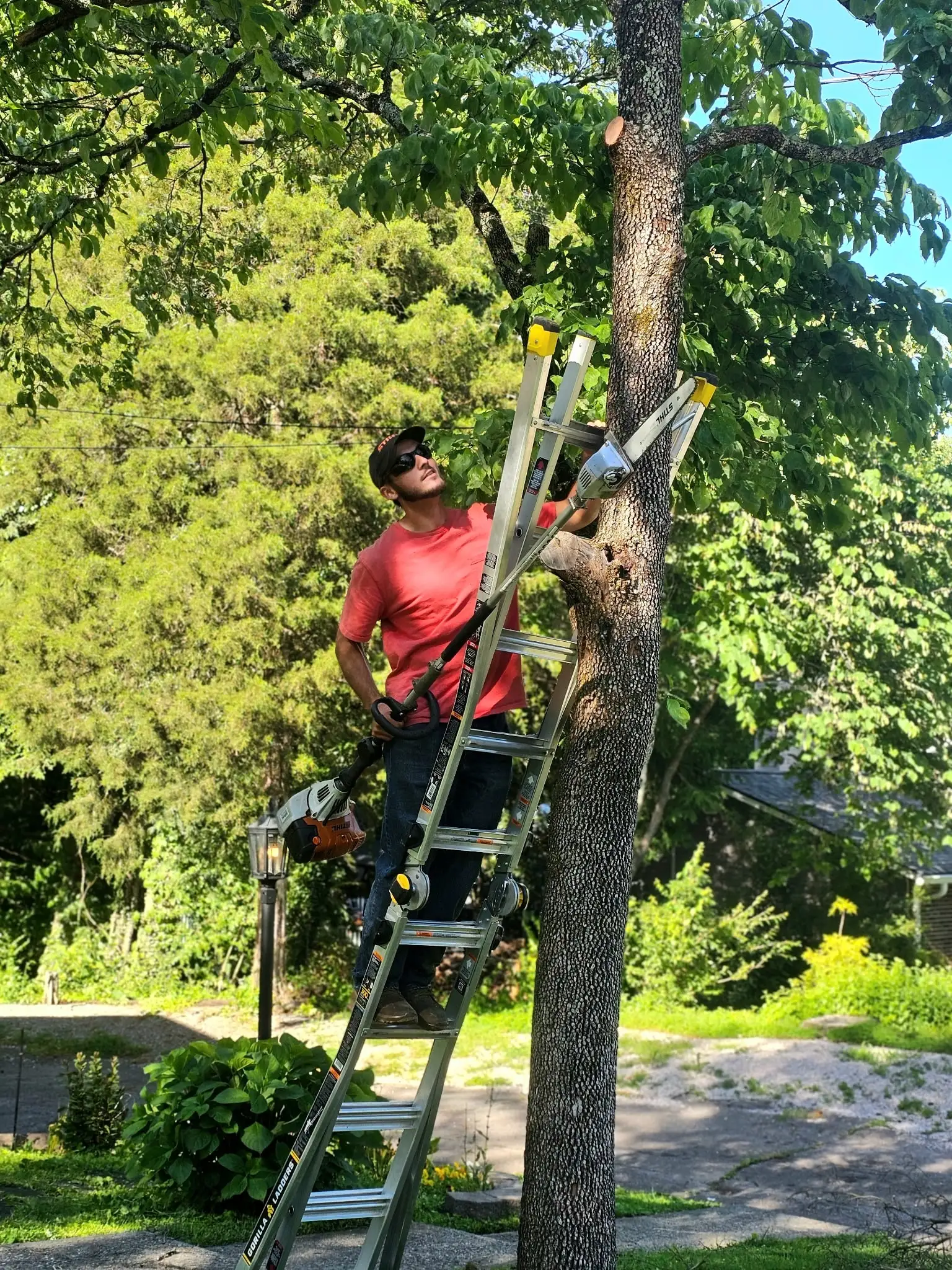 Crew member on ladder trimming tree branches with pole saw